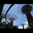Supertrees mit dem Steg auf halber Höhe